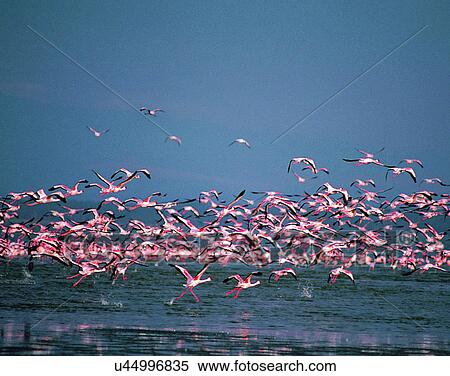 Birds, animals, wild life, fowl, outdoors, nature View Large Photo Image Stock Photography - Birds, animals, wild life, fowl, outdoors, nature. Fotosearch