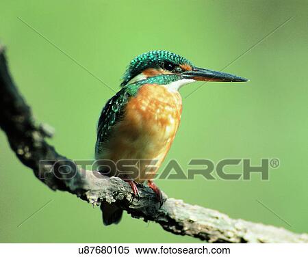 Birds, animals, wild life, fowl, outdoors, nature View Large Photo Image Stock Photography - Birds, animals, wild life, fowl, outdoors, nature. Fotosearch