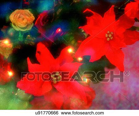 Stock Photograph - Christmas, indoors, lights, flowers, poinsettia. Fotosearch