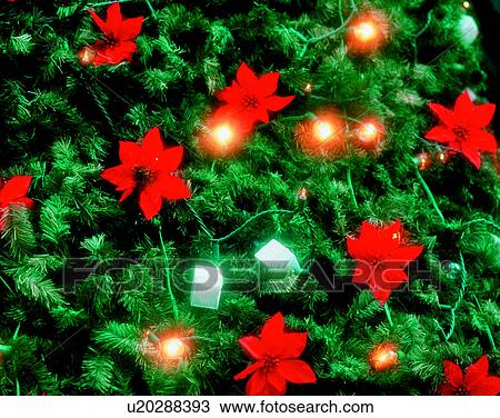 Stock Image - Christmas, indoors, lights, tree, flowers, poinsettia. Fotosearch