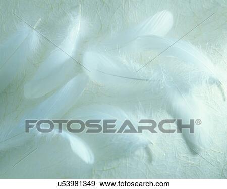 Stock Photo - close-up, background, feathers, soft light, smooth. Fotosearch