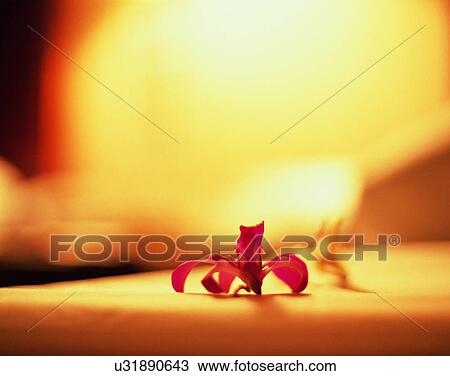 Stock Image - close-up, background, soft light, flowers. Fotosearch