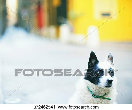 dog, outdoors, close-up, black spots, alley View Large Photo Image Stock Image - dog, outdoors, close-up, black spots, alley. Fotosearch