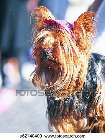 dog, outdoors, close-up, hat, Yorkshire View Large Photo Image Stock Image - dog, outdoors, close-up, hat, Yorkshire. Fotosearch