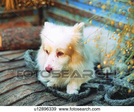 Stock Photo - dog, outdoors, close-up, small, white, sitting. Fotosearch