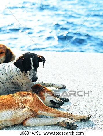 Stock Photography - dog, outdoors, group, lying down, resting, sleeping. Fotosearch