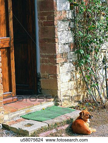Picture - dog, outdoors, lying down, resting, looking, doorway. Fotosearch
