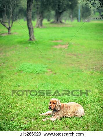 Stock Photo - dog, outdoors, lying down, resting, park, trees. Fotosearch