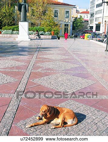 dog, outdoors, lying down, resting, plaza, city View Large Photo Image Stock Photo - dog, outdoors, lying down, resting, plaza, city. Fotosearch