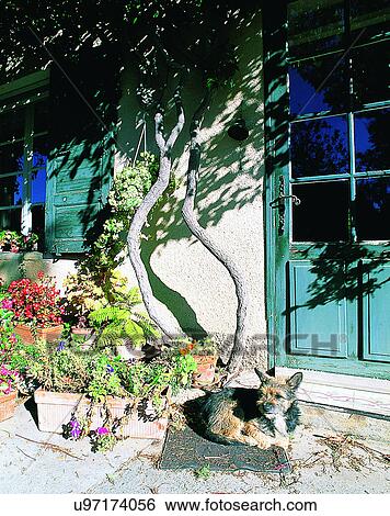 Stock Photograph - dog, outdoors, lying down, resting, looking, door. Fotosearch