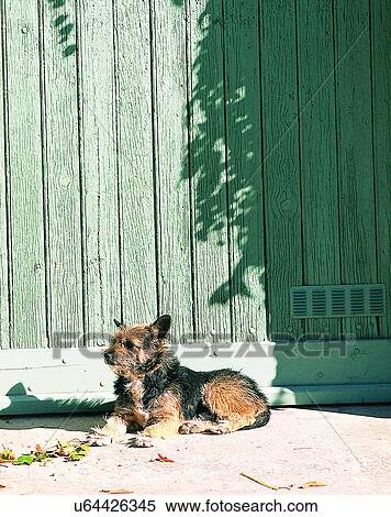Stock Photography - dog, outdoors, lying down, street, wall, wood. Fotosearch