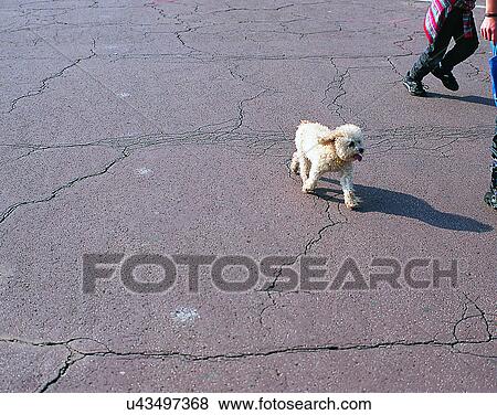 dog, outdoors, playing, running, people, pavement View Large Photo Image Stock Photo - dog, outdoors, playing, running, people, pavement. Fotosearch