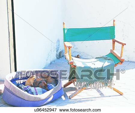 Stock Photo - dog, outdoors, resting, lying down, bed, basket. Fotosearch