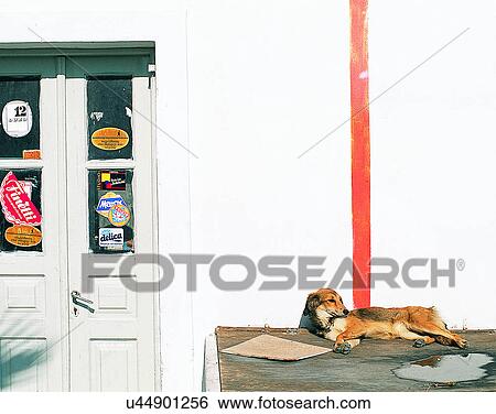 Stock Photograph - dog, outdoors, resting, lying down, looking, wall. Fotosearch
