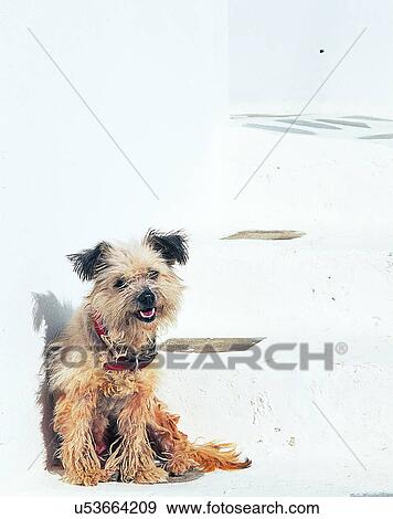 dog, outdoors, sitting, collar, steps, shadows View Large Photo Image Stock Photo - dog, outdoors, sitting, collar, steps, shadows. Fotosearch