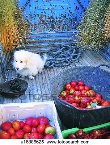 Stock Photography - dog, outdoors, sitting, fruit, tomatoes, buckets. Fotosearch