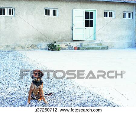 Stock Image - dog, outdoors, sitting, looking, courtyard, walls. Fotosearch