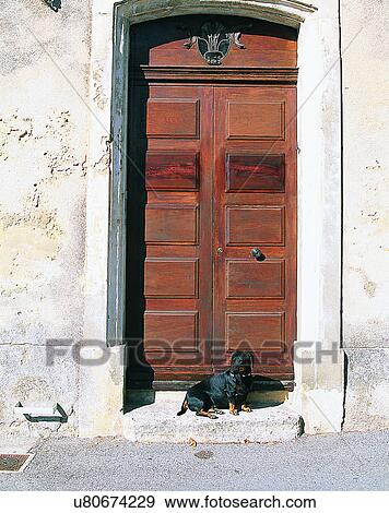 dog, outdoors, sitting, looking, doorway, wood View Large Photo Image Stock Photo - dog, outdoors, sitting, looking, doorway, wood. Fotosearch