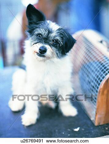 dog, outdoors, small, sitting, purse View Large Photo Image Stock Image - dog, outdoors, small, sitting, purse. Fotosearch
