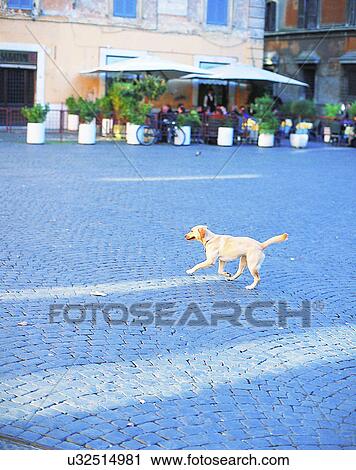 Stock Image - dog, outdoors, square, walking, playing, shadows. Fotosearch
