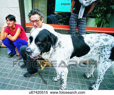 Stock Photography - dog, outdoors, standing, big, black spots, people. Fotosearch