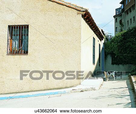 Picture - dog, outdoors, standing faraway, buildings, alley, windows. Fotosearch