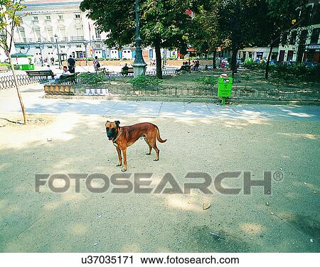 dog, outdoors, standing, looking, park, trees View Large Photo Image Stock Image - dog, outdoors, standing, looking, park, trees. Fotosearch