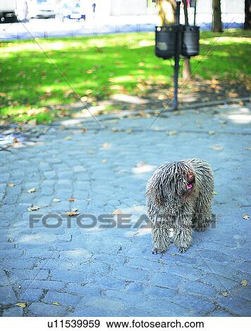 dog, outdoors, standing, looking, park, path View Large Photo Image Stock Photo - dog, outdoors, standing, looking, park, path. Fotosearch