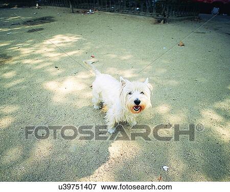 Stock Photo - dog, outdoors, standing, looking, park, leaves. Fotosearch