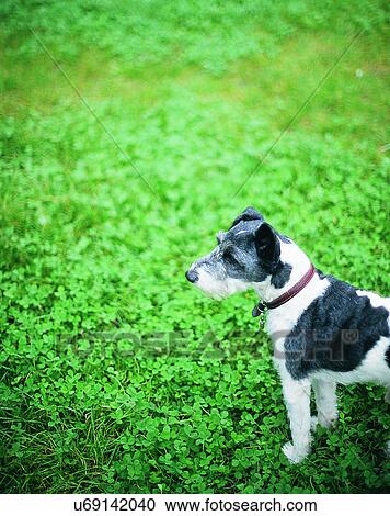 dog, outdoors, standing, looking, collar, grass View Large Photo Image Stock Image - dog, outdoors, standing, looking, collar, grass. Fotosearch