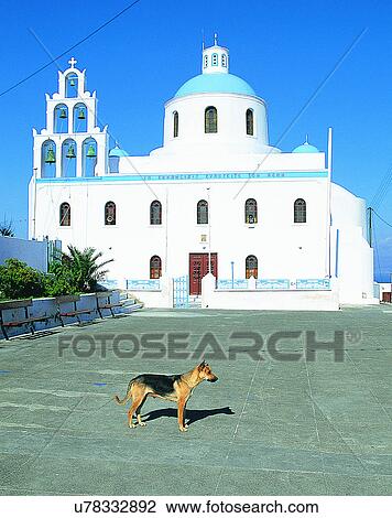 dog, outdoors, standing, looking, shadow, plaza View Large Photo Image Stock Image - dog, outdoors, standing, looking, shadow, plaza. Fotosearch