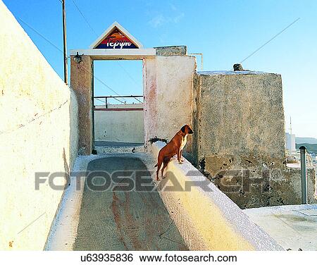 dog, outdoors, standing, looking, doorway, road View Large Photo Image Stock Photograph - dog, outdoors, standing, looking, doorway, road. Fotosearch