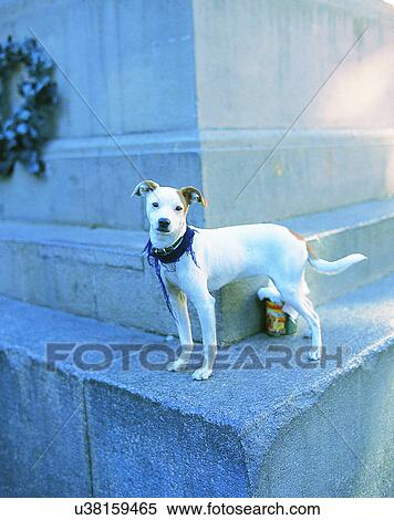 Stock Photography - dog, outdoors, standing, looking, collar, monument. Fotosearch