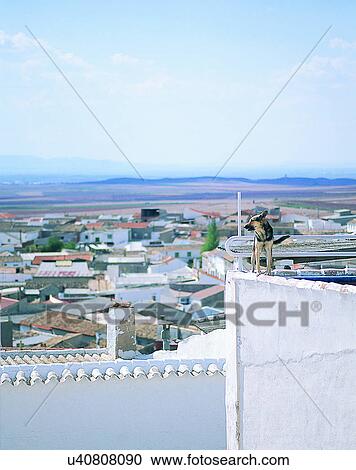 Stock Image - dog, outdoors, standing, rooftops, wall, ledge. Fotosearch