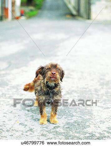 dog, outdoors, standing, street, intersection View Large Photo Image Stock Photograph - dog, outdoors, standing, street, intersection. Fotosearch