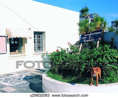 dog, outdoors, standing, waiting, storefront, garden View Large Photo Image Stock Image - dog, outdoors, standing, waiting, storefront, garden. Fotosearch
