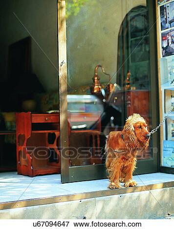 dog, outdoors, standing, waiting, leash, storefront View Large Photo Image Stock Photo - dog, outdoors, standing, waiting, leash, storefront. Fotosearch