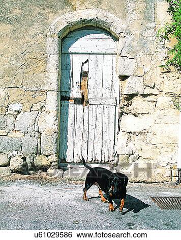 dog, outdoors, standing, walking, doorway, wood View Large Photo Image Stock Photograph - dog, outdoors, standing, walking, doorway, wood. Fotosearch