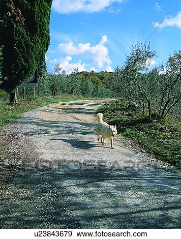 dog, outdoors, walking, countryside, road, trees View Large Photo Image Stock Photo - dog, outdoors, walking, countryside, road, trees. Fotosearch