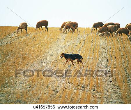 dog, outdoors, walking, herding, cows, farm View Large Photo Image Stock Photograph - dog, outdoors, walking, herding, cows, farm. Fotosearch