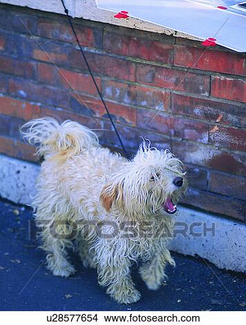 Picture - dog, outdoors, walking, leash, yawning, barking. Fotosearch
