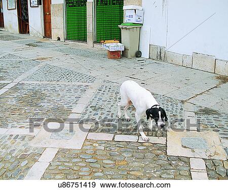 Stock Photo - dog, outdoors, walking, smelling, street, trash. Fotosearch