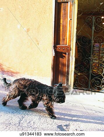 Stock Image - dog, outdoors, walking, street, doorway, wall. Fotosearch