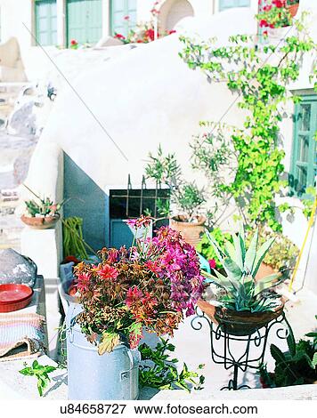 flowerpots, outdoors, plants, flowers, building, Aegean sea View Large Photo Image Stock Photo - flowerpots, outdoors, plants, flowers, building, Aegean sea. Fotosearch