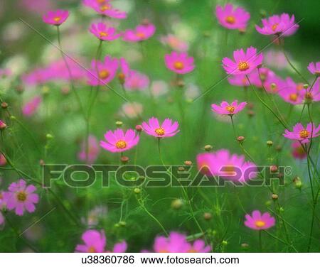 Stock Photograph - flowers, nature, close-up, outdoors, scenery, autumn. Fotosearch