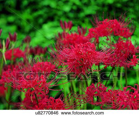 Stock Photograph - flowers, nature, close-up, outdoors, scenery, autumn. Fotosearch