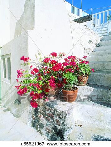 flowers, outdoors, steps, wall, building, Aegean sea View Large Photo Image Stock Photo - flowers, outdoors, steps, wall, building, Aegean sea. Fotosearch