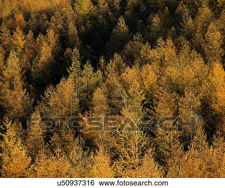 Stock Photograph - forest, nature, ariel view, outdoors, scenery, autumn. Fotosearch