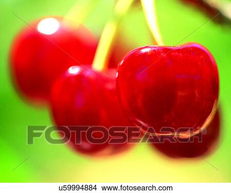 Picture - Fruits, nature, fresh, cherries. Fotosearch