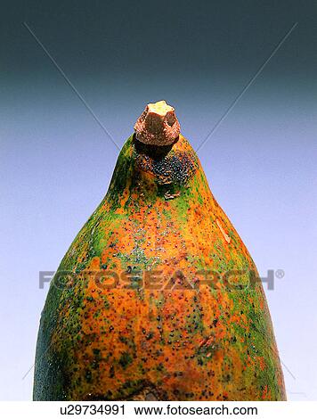 Fruits, nature, fresh, close-up, papaya View Large Photo Image Stock Image - Fruits, nature, fresh, close-up, papaya. Fotosearch